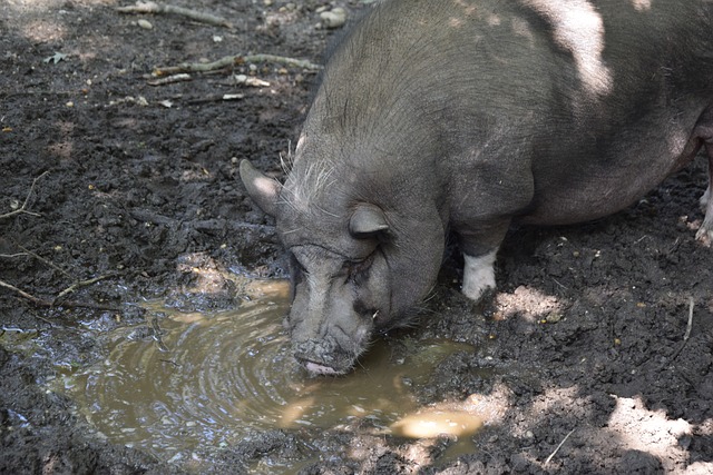 梓捷这样的 梓捷这样的